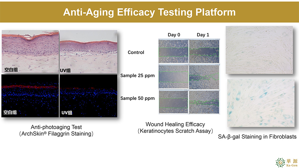 Anti-Aging Platform